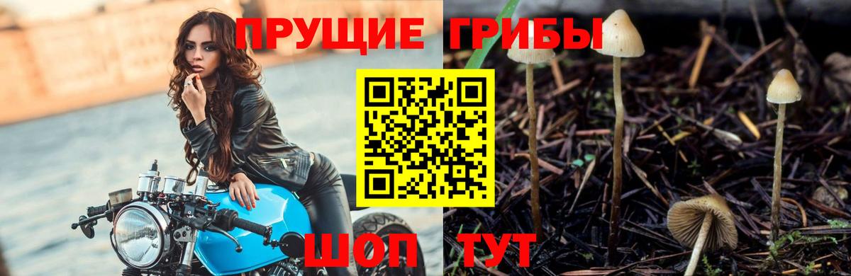 Галлюциногенные грибы прущие грибы  Псилоцибиновые грибы прущие грибы  Арзамас  Вход с VPN 